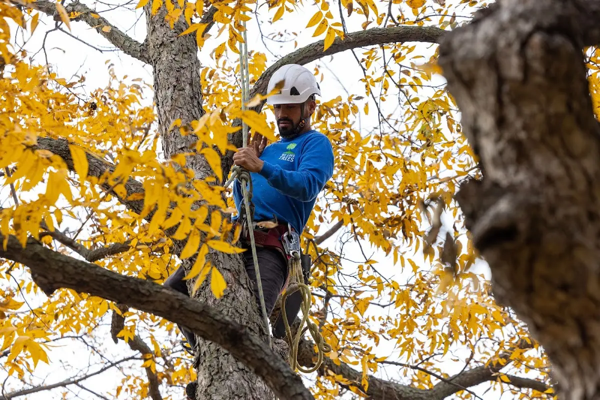 Skilled Tree Planting crew working in Leslie